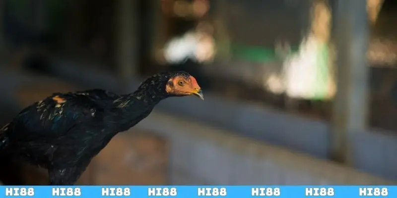 Những sai lầm cần tránh khi vần gà chọi non