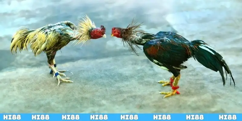 Tại sao các trận đấu gà cựa dao có sức hút như vậy?