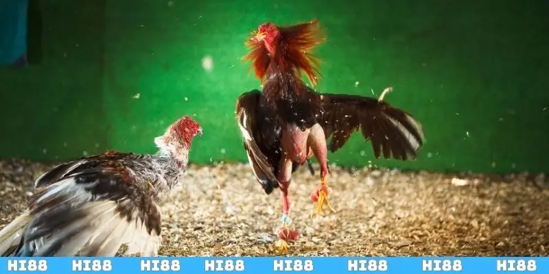 Chia sẻ bí quyết đá gà hiệu quả từ các chuyên gia