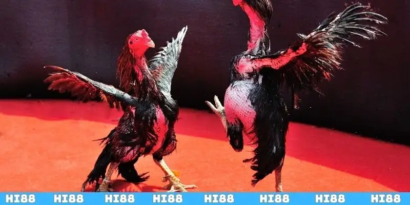 Đá Gà Cựa Dao HI88 - Chia Sẻ Bí Quyết Cá Cược Hiệu Quả