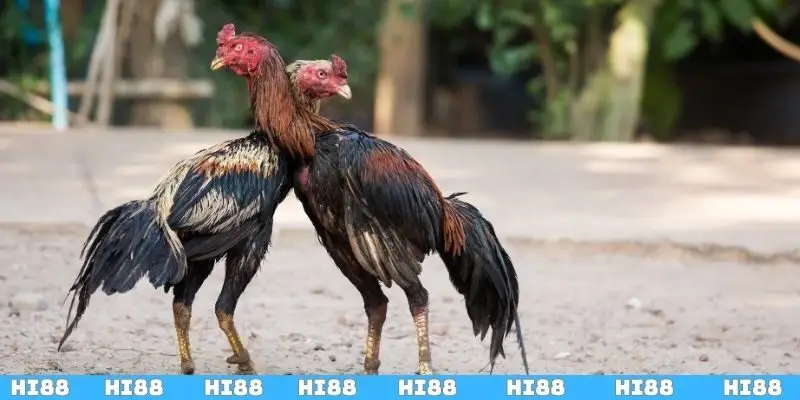 Giới thiệu sơ lược về kỹ thuật đổ gà đá