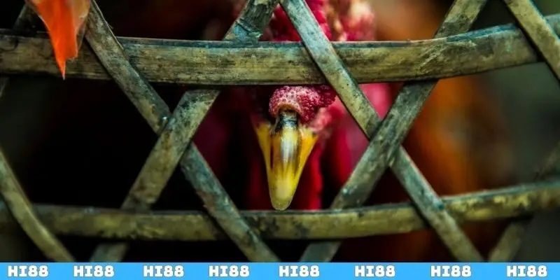 Các loại thức ăn phù hợp cho gà đá