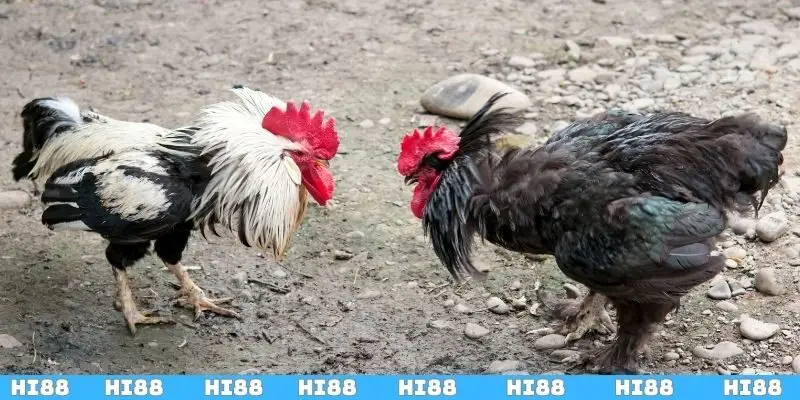 Kỹ Thuật Đổ Gà Đá – Bí Quyết Giúp Gà Chiến Thắng Mạnh Mẽ